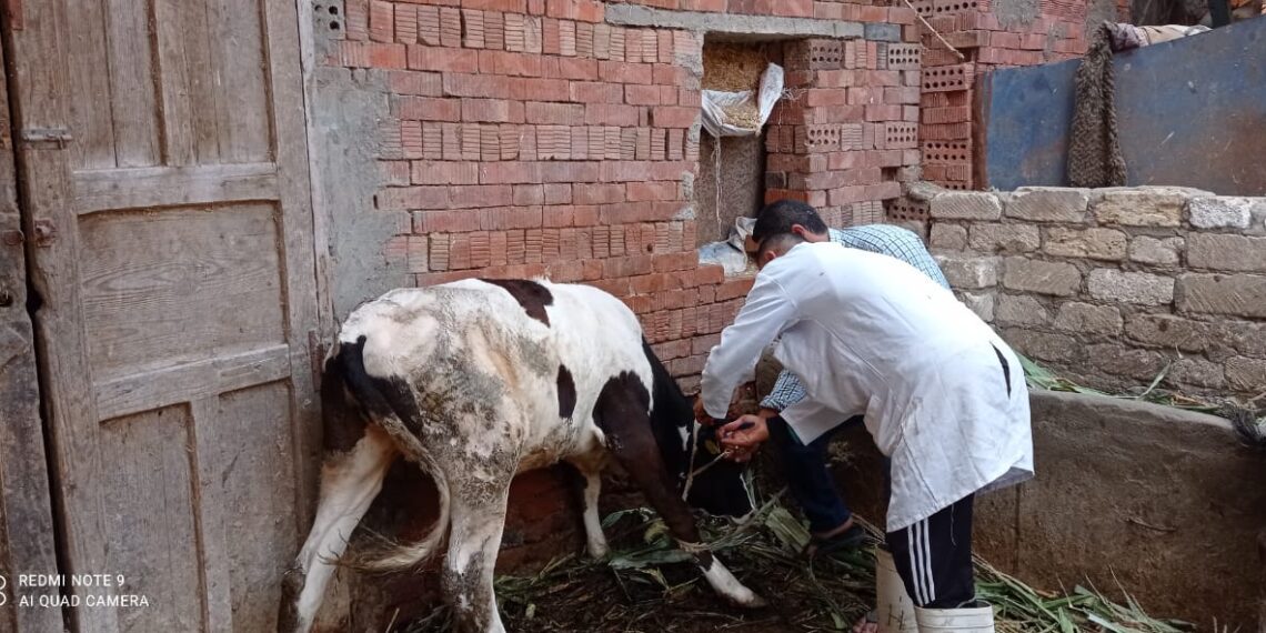 مرض البروسيلوسز فى الأبقار.. 5 طرق للعدوى و11 صورة للمرض 1 الحمى القلاعية