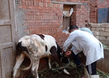 الحمى القلاعية