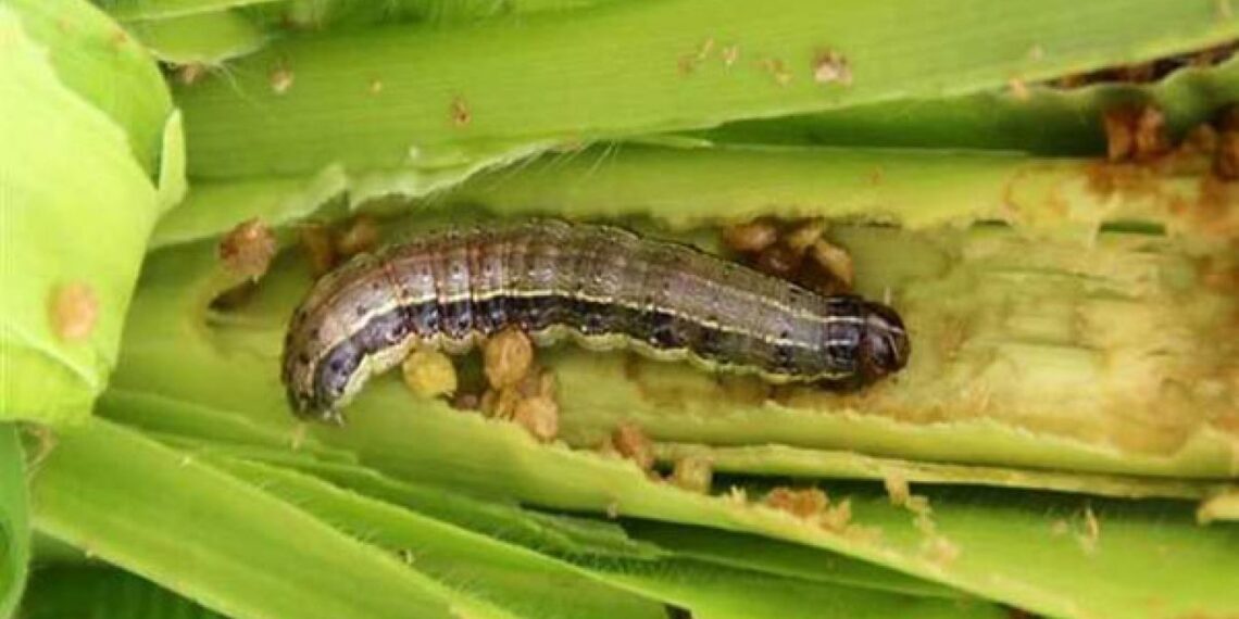 دودة الحشد الخريفية.. 4 خطوات للتخلص منها بدون مبيدات 1 دودة الحشد الخريفية