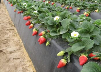 زراعة الفراولة