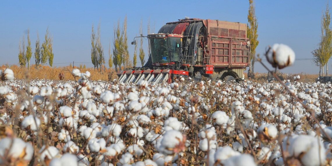 زراعة القطن.. فوائد "سترات البوتاسيوم" وأبرز 6 توصيات لحماية المحصول 1 زراعة القطن