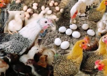 سلالات الدواجن المحلية