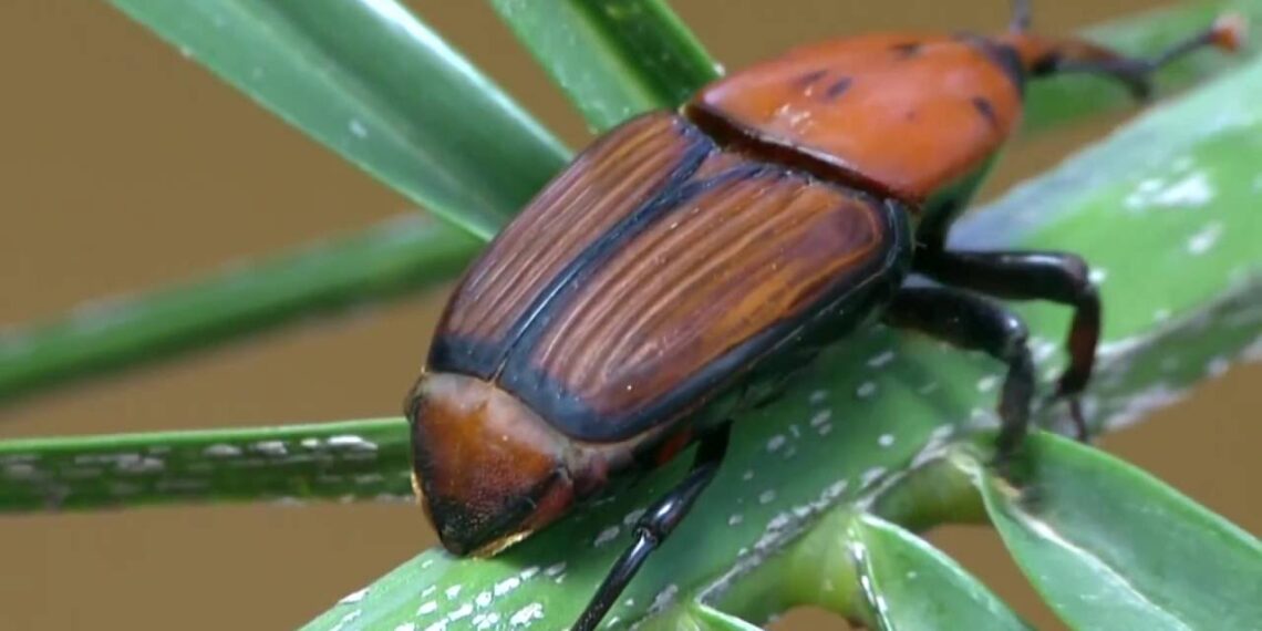 سوسة النخيل الحمراء .. باحث يكشف طرق علاج درجات الإصابة بها 1 سوسة النخيل الحمراء