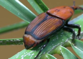 سوسة النخيل الحمراء