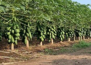 شجرة الباباظ