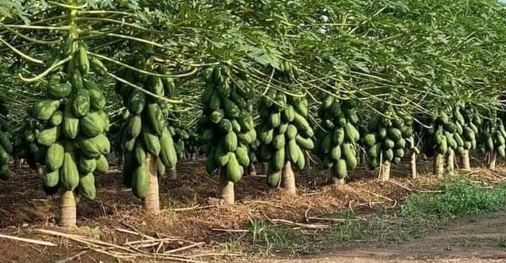 شجرة الباباظ.. 600 ألف جنيه إنتاجية الفدان الواحد 1 شجرة الباباظ
