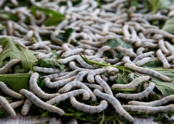 إنتاج الحرير