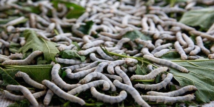 ننشر خطوات توطين صناعة إنتاج الحرير في مصر 1 إنتاج الحرير