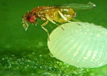 الأعداء الحيوية