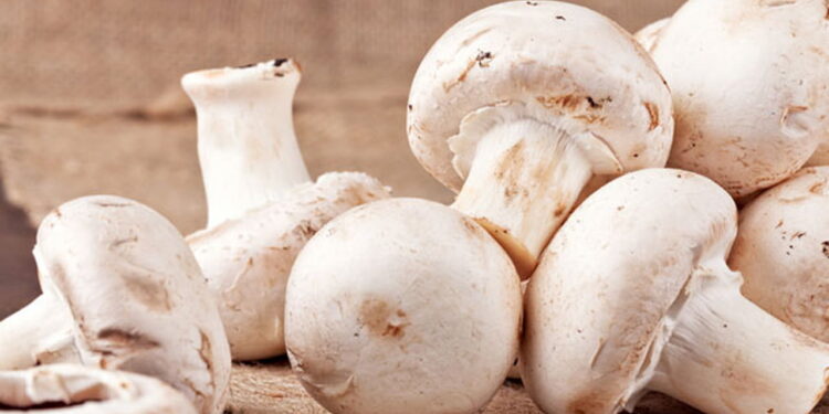 عيش الغراب.. الأهمية الغذائية و6 فوائد تدعم وجوده على المائدة المصرية 1 عيش الغراب