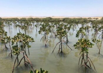 غابات المانجروف