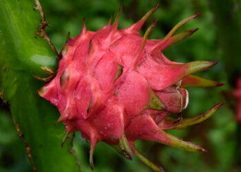 فاكهة التنين