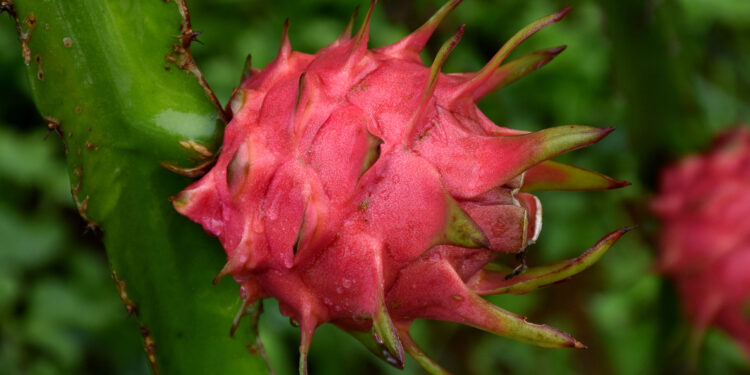 فاكهة التنين.. أبرز العقبات وأسباب ارتفاع أسعار الشتلات 1 فاكهة التنين