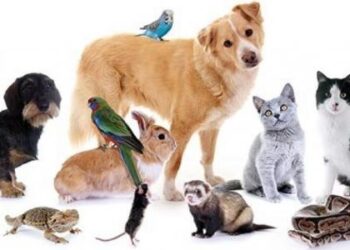 عيادة بيطرية