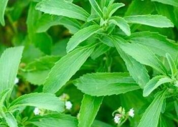 نبات الاستيفيا