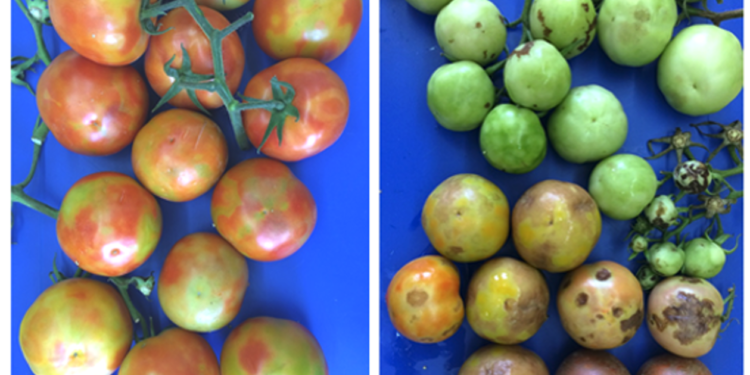 فيروس فاكهة الورد البني للطماطم.. أسباب انتشاره واستراتيجيات اكتشافه 1 فيروس فاكهة الورد البني