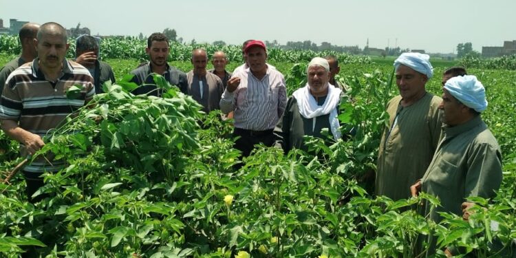 قطن جيزة 94 .. ندوة إرشادية عن الممارسات الجيدة للصنف بالشرقية 1 قطن جيزة 94