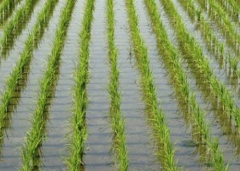 محصول الأرز