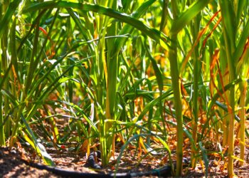 ري محصول الأرز