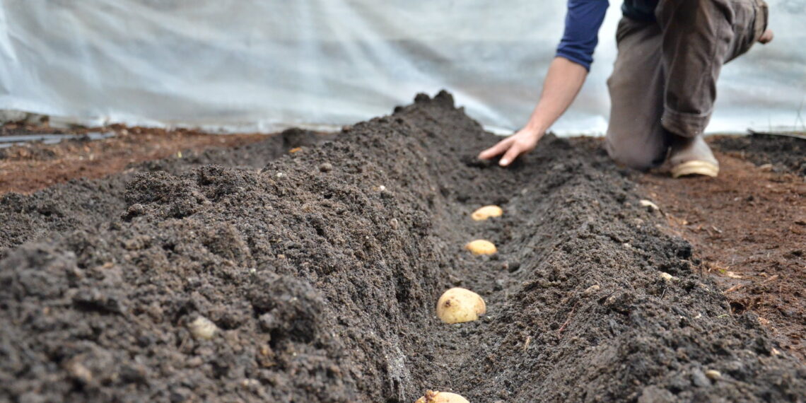 أخطاء تسميد وري محصول البطاطس وأسباب "التشقق" وفوائد البوتاسيوم 1 دودة درنات البطاطس