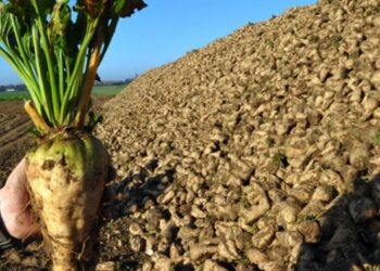 محصول البنجر