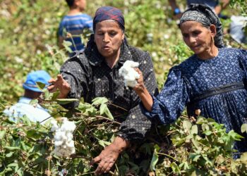 محصول القطن