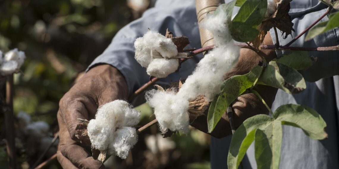 محصول القطن