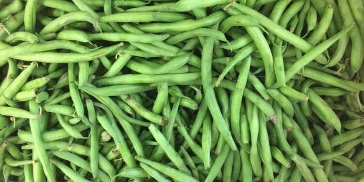 محصول اللوبيا .. أهم آفات العروة الخريفي 1 محصول اللوبيا