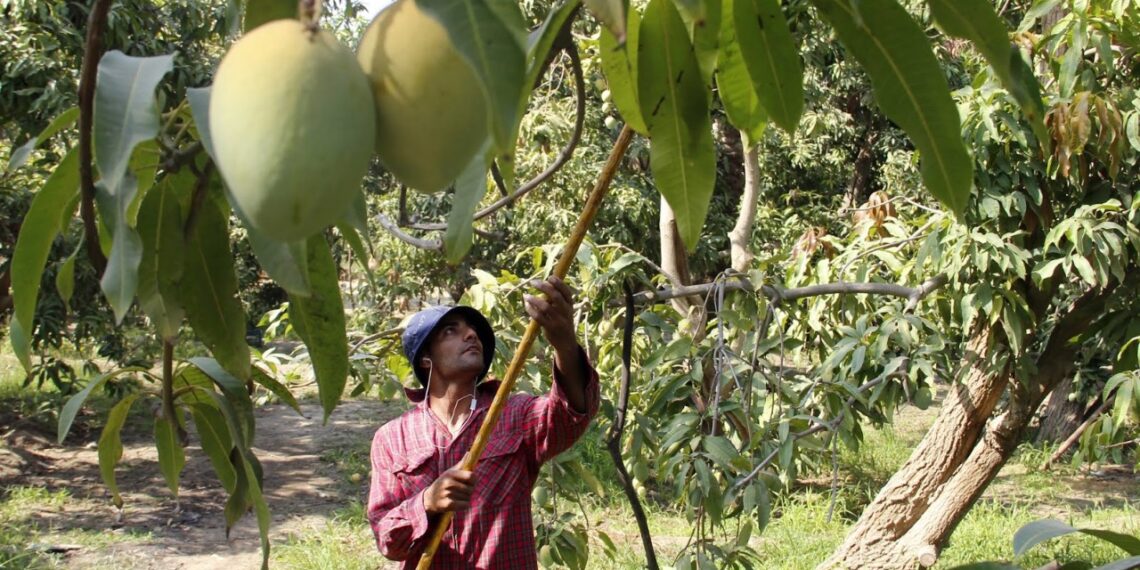 محصول المانجو.. الموعد الأنسب لـ"الزراعة والتطعيم" وأفضل الاستراتيجيات المُوصى بها 1 محصول المانجو