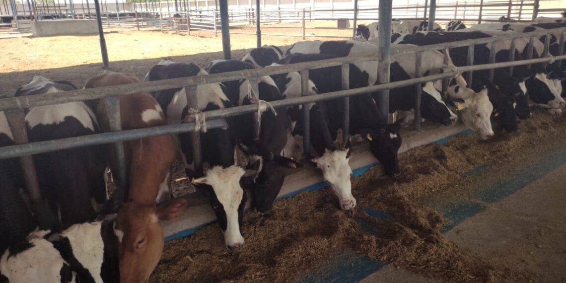 مرض الجرب في حيوانات المزرعة.. د. صفوت كمال يوضح أعراضه و طرق علاجه 1 مرض الجرب