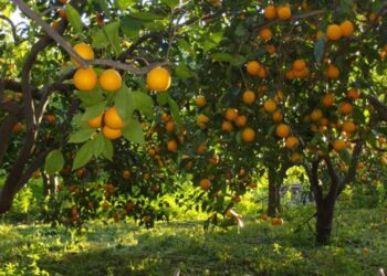 معاملات ري الموالح