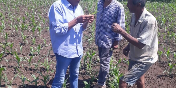 الزراعة: رئيس مكافحة الآفات يتابع المحاصيل الصيفية خلال إجازة العيد في محافظتي المنوفية والبحيرة 1 مكافحة الآفات