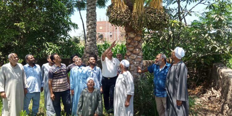 "المركزي للنخيل" ينتهي من تنفيذ ١٨ مدرسة حقلية في ٥ محافظات خلال يوليو الجاري 1 نخيل