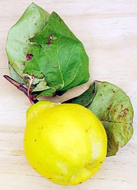 ثمار السفرجل