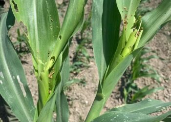 دودة الحشد الخريفية