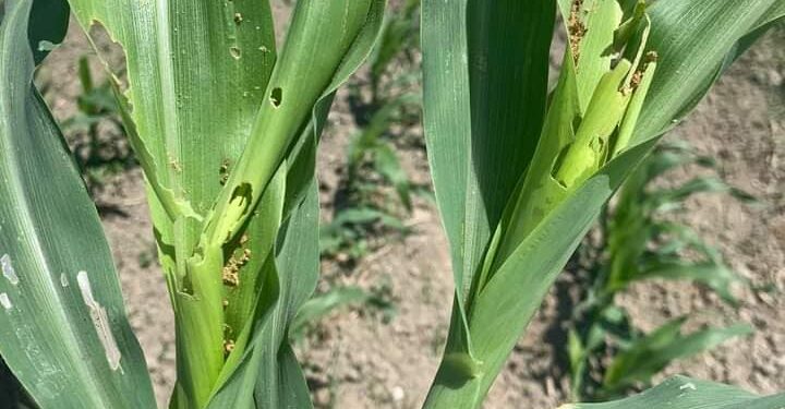 دودة الحشد الخريفية.. زراعة الإسكندرية تتابع حالة محصول الذرة الشامية 1 دودة الحشد الخريفية