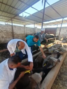 «القصير»: إعطاء أكثر من 2.7 مليون جرعة ضد الحمى القلاعية والوادي المتصدع 12 الحمى القلاعية