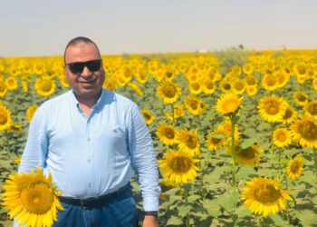 سعر استلام دوار الشمس .. زراعة الفيوم: الطن يبدأ من 10 آلاف والفول الصويا 13 ألف جنيه