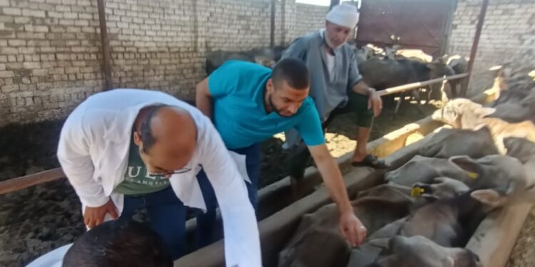 الحمى القلاعية والوادي المتصدع .. الزراعة تعلن إعطاء 3.1 مليون جرعة للحيوانات 1 الحمى القلاعية