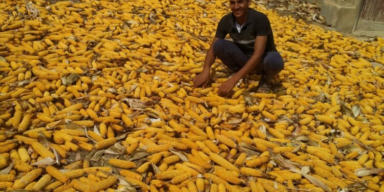 الذرة الصفراء