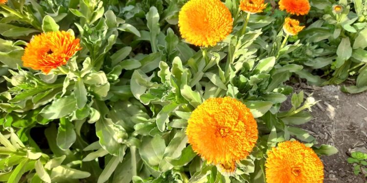 النباتات الطبية والعطرية.. باحث يكشف قائمة أهم الأصناف الاقتصادية 1 النباتات الطبية والعطرية.. باحث يكشف قائمة أهم الأصناف الاقتصادية