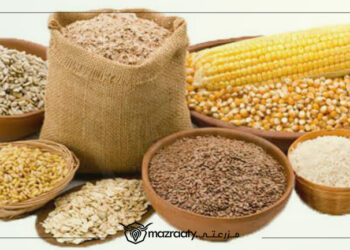 الإضافات الغذائية