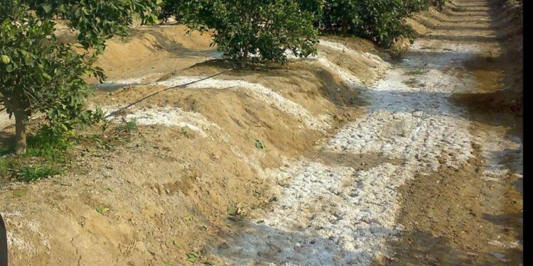 د. ربيع مصطفى يكتب عن مشكلة الملوحة وتقسيم النباتات حسب تحملها للملوحة 1 الملوحة