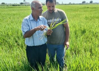 المحاصيل الاستراتيجية