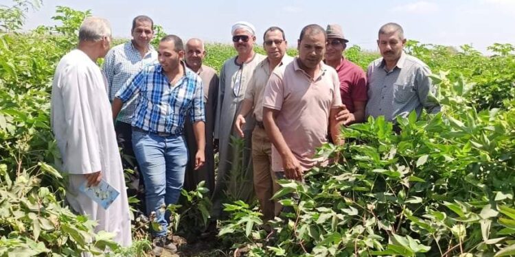 قطن جيزة 94.. ندوة إرشادية عن الذهب الأبيض بمحافظة الشرقية 1 قطن جيزة 94