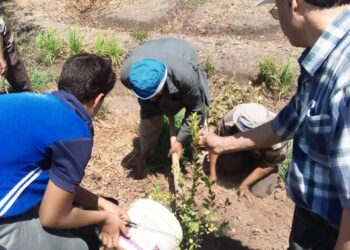 زراعة 100 مليون شجرة