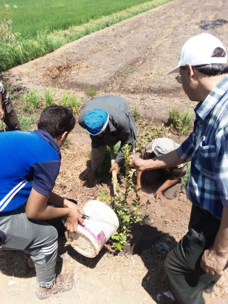 زراعة 100 مليون شجرة