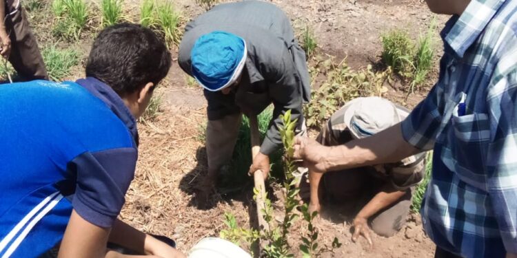زراعة 350 شجرة بالشرقية ضمن المبادرة الرئاسية لزراعة 100 مليون شجرة 1 زراعة 100 مليون شجرة