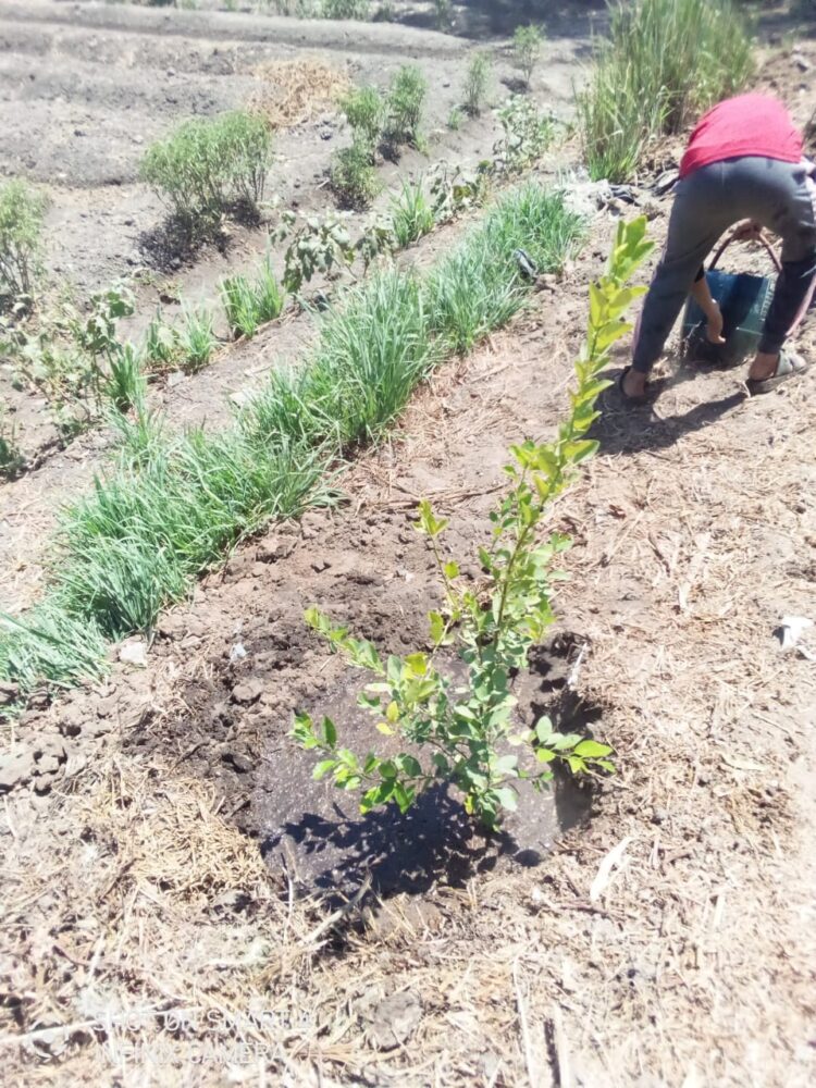 زراعة 350 شجرة بالشرقية ضمن المبادرة الرئاسية لزراعة 100 مليون شجرة