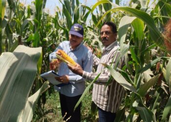 دودة الحشد الخريفية